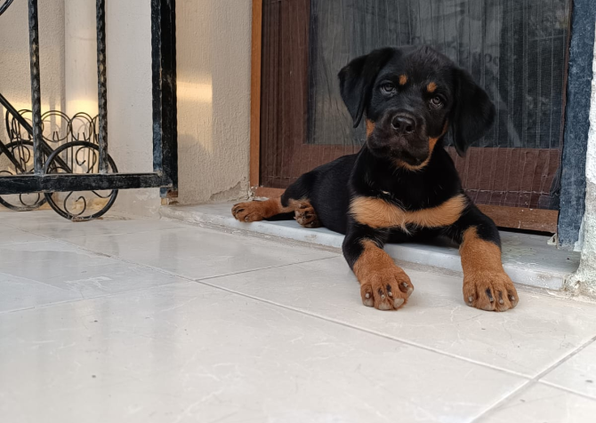 A Kalite Rottweiler yavru